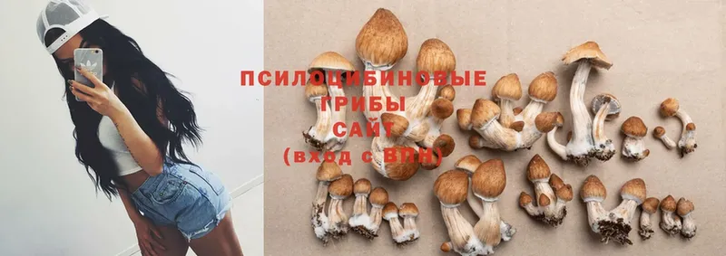 Псилоцибиновые грибы Magic Shrooms  Болохово 